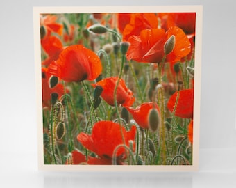 Poppy Card