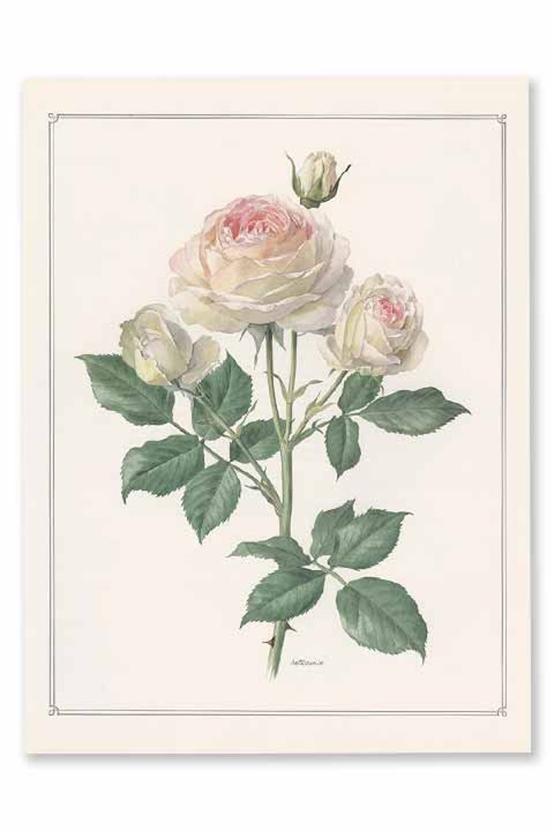 Rose BOTANICAL PRINT SET of 2 No 2 | Art Prints, Vintage Botanical Wall ...