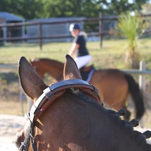 Puede incluir: Primer plano de un caballo marrón que lleva una cabezada de cuero negro con una frontal de cuero marrón. El caballo está de pie en un campo con una persona montando otro caballo en el fondo.