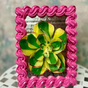 Succulent Frames