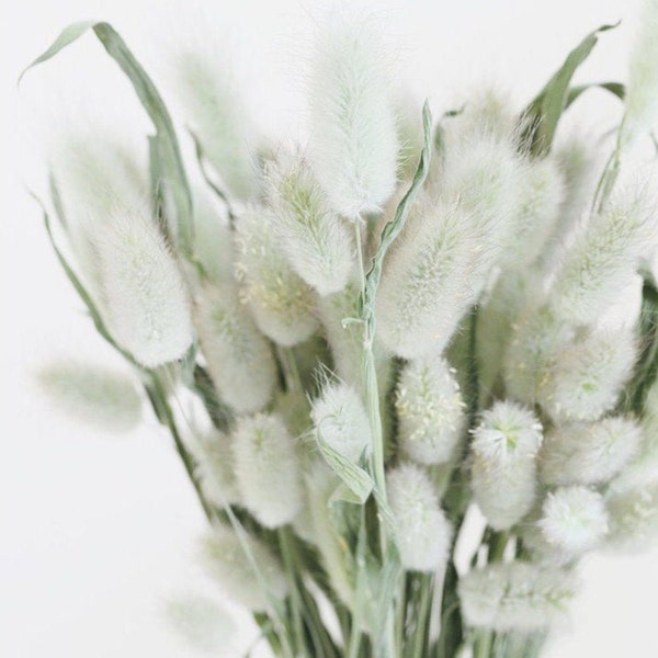 Bunny Tails (Lagurus Grass) - Natural Green