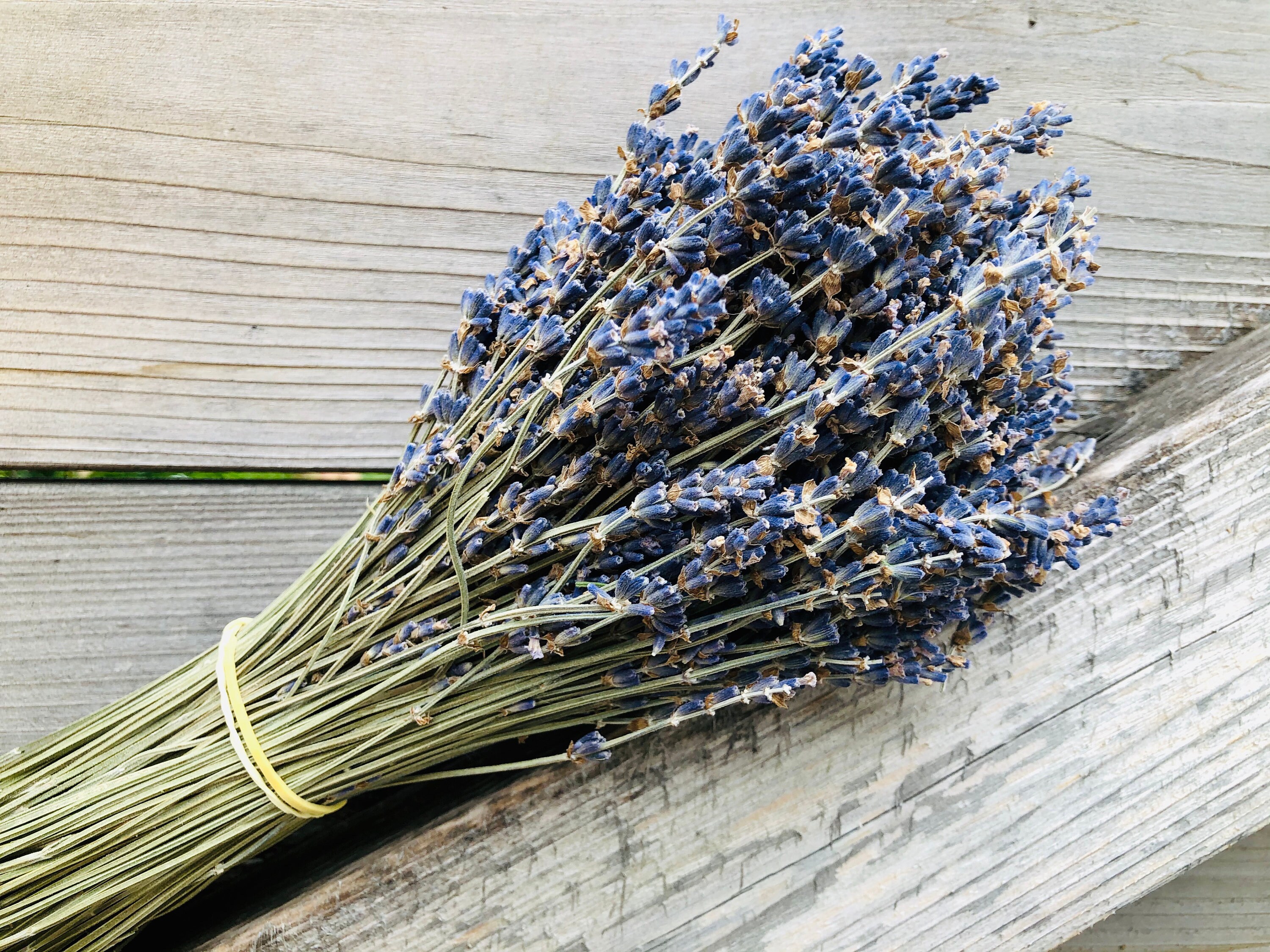 Lavender Bunch Dried English Lavender Aromatherapy Etsy Canada