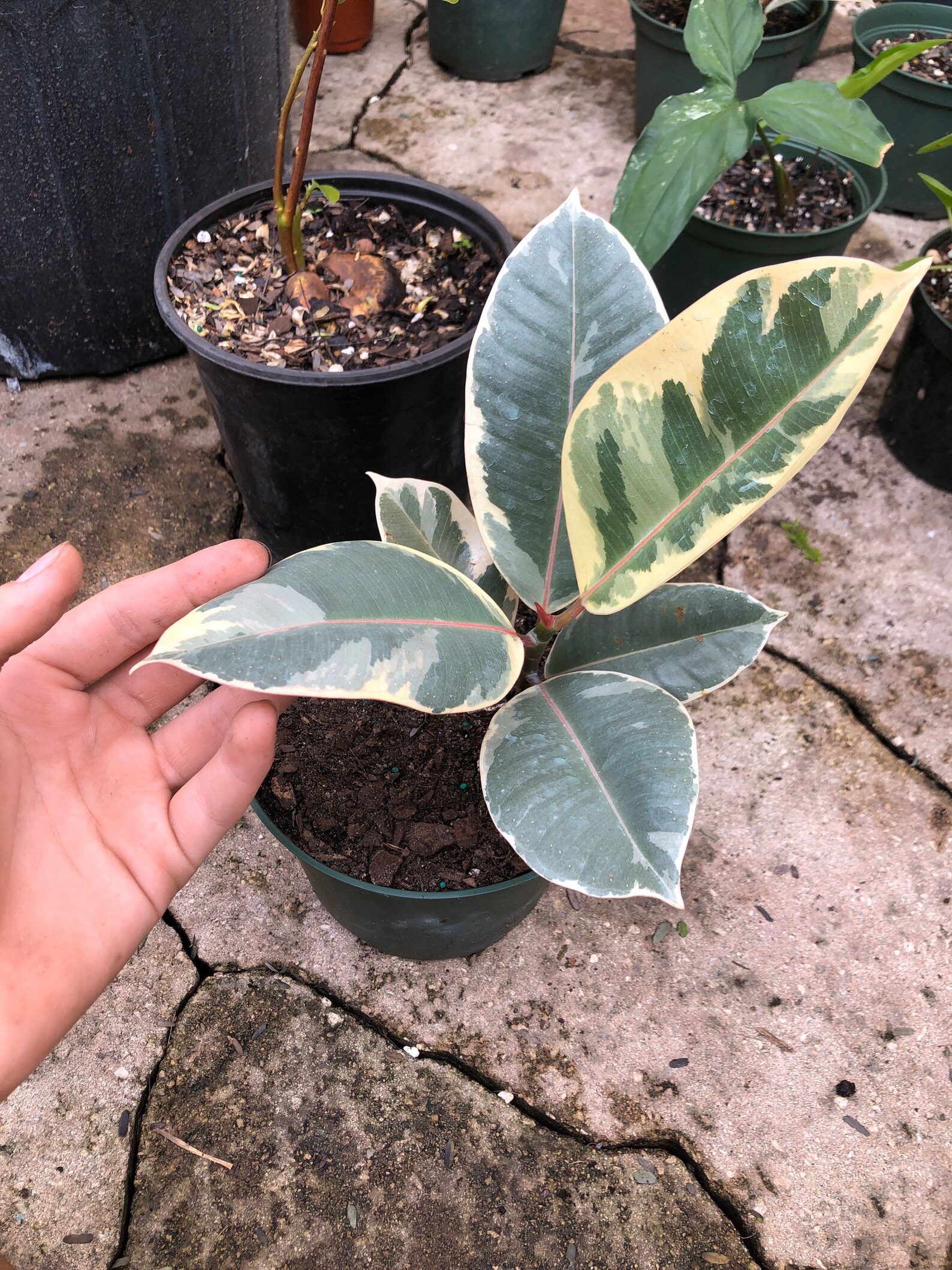 Variegated rubber tree Etsy