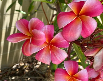 Hawaiian Plumeria (Frangipani) Cuttings - Red **RARE COLOR** Limited Supply. Going FAST