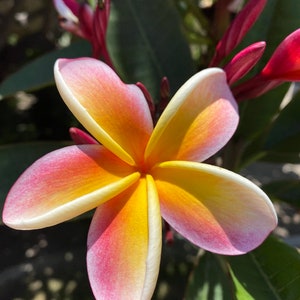 May include: A close-up of a vibrant plumeria flower with five petals. The petals transition from a bright yellow center to a gradient of orange and pink hues, with white edges. Red buds and green leaves are visible in the background.
