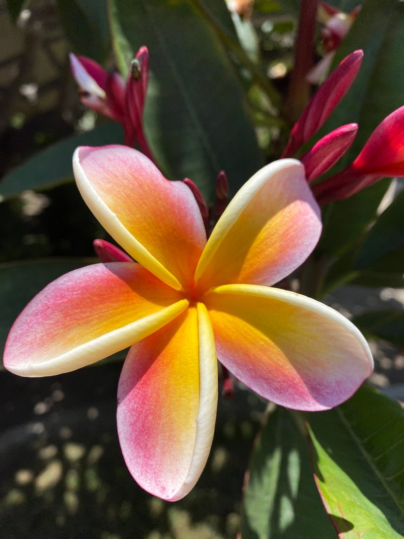 May include: A close-up of a vibrant plumeria flower with five petals. The petals transition from a bright yellow center to a gradient of orange and pink hues, with white edges. Red buds and green leaves are visible in the background.