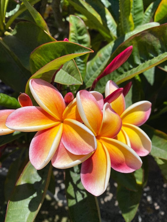 Hawaiian Plumeria (Frangipani) Cuttings - Yellow & Pink