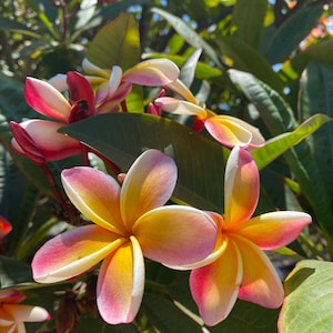 May include: Close-up of vibrant plumeria flowers with yellow centers and pink-edged petals. The flowers are surrounded by green leaves, with a bright blue sky in the background. The image captures the natural beauty of the tropical flowers.