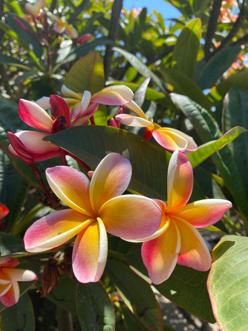 May include: Close-up of vibrant plumeria flowers with yellow centers and pink-edged petals. The flowers are surrounded by green leaves, with a bright blue sky in the background. The image captures the natural beauty of the tropical flowers.