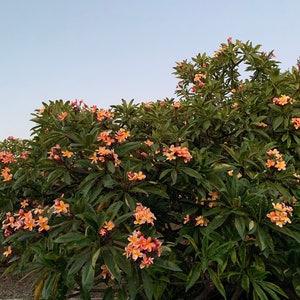 May include: A lush tree with vibrant green leaves and clusters of peach and yellow flowers. The flowers are in full bloom, creating a colorful display against a soft blue sky. The image captures a natural, outdoor scene.