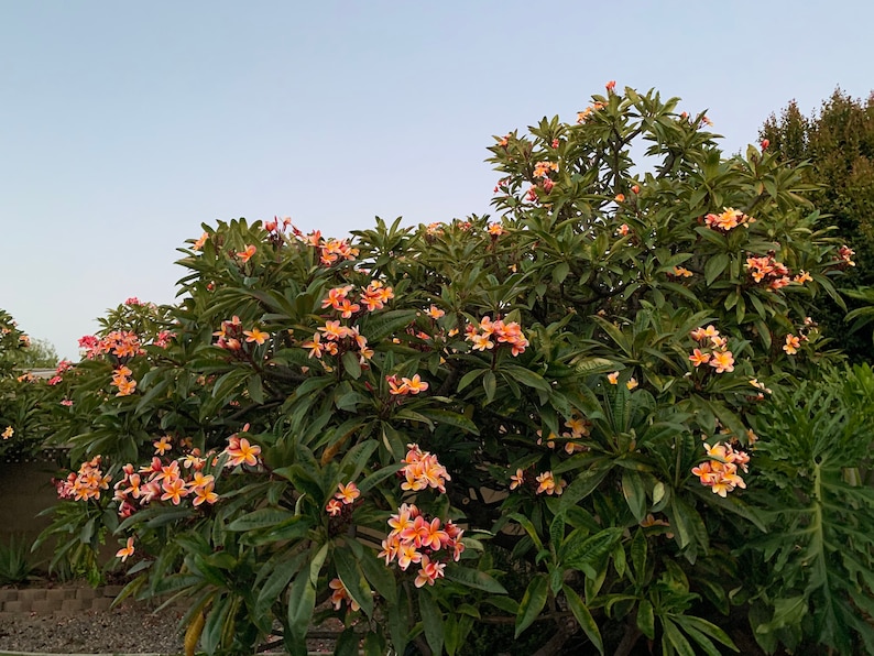 May include: A lush tree with vibrant green leaves and clusters of peach and yellow flowers. The flowers are in full bloom, creating a colorful display against a soft blue sky. The image captures a natural, outdoor scene.