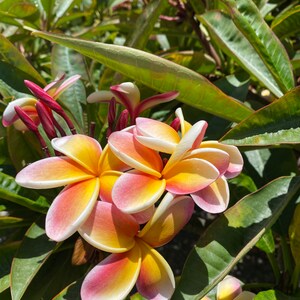 May include: Close-up of vibrant plumeria flowers with yellow centers, transitioning to pink and white edges. The flowers are surrounded by lush green leaves, creating a tropical aesthetic. The image is taken in natural sunlight.