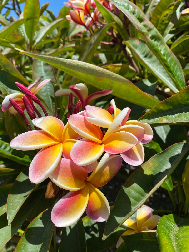 May include: Close-up of vibrant plumeria flowers with yellow centers, transitioning to pink and white edges. The flowers are surrounded by lush green leaves, creating a tropical aesthetic. The image is taken in natural sunlight.