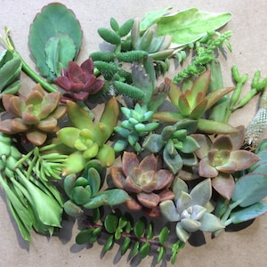 30 Varieties of Colorful Succulents and RARE Cactus Cuttings !!!