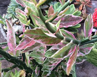 Colorful Devils Backbone Catcus 10 Cuttings - Variegated Green, White, Pink and Bronze