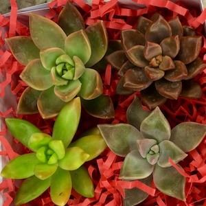 4 Colorful Succulent Assortment Gift Box / Unique Gift