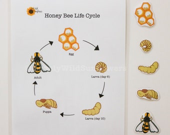 Bee Life Cycle Printable PDF | Teaching Supplies for Preschool & Kindergarten | Busy Book, Homeschool, Educational Activity Printable