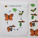 Butterfly Life Cycle Printable PDF | Teaching Supplies for Preschool ...