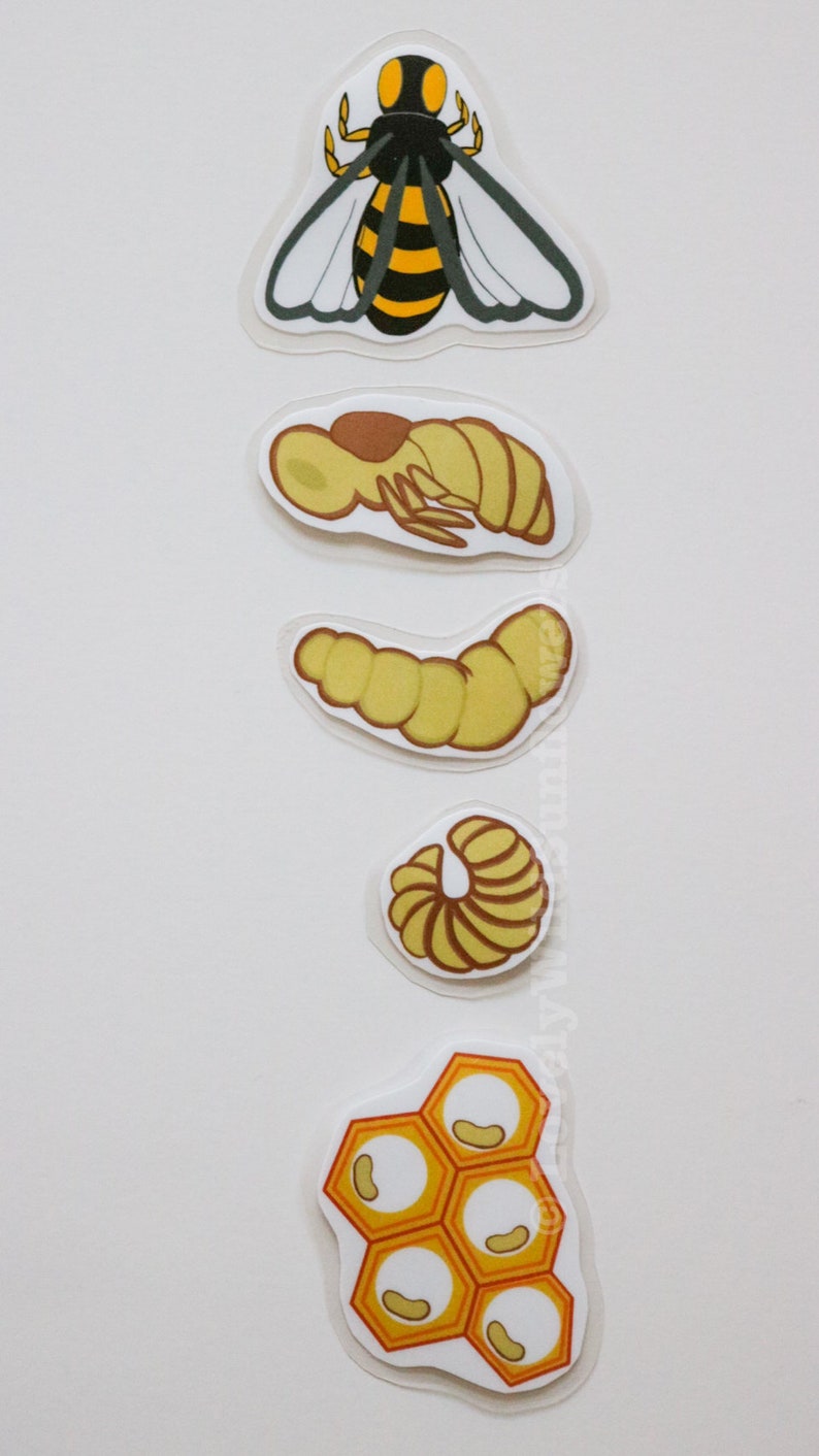 Bee Life Cycle Printable PDF Teaching Supplies for Preschool | Etsy