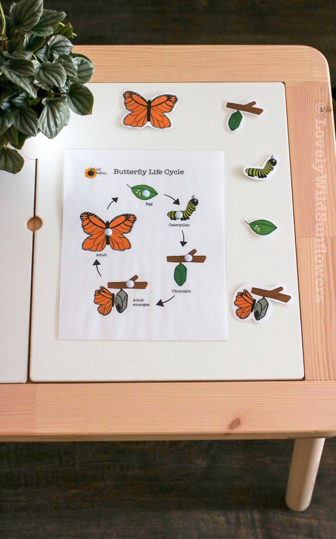 Butterfly Life Cycle Printable PDF | Teaching Supplies for Preschool ...