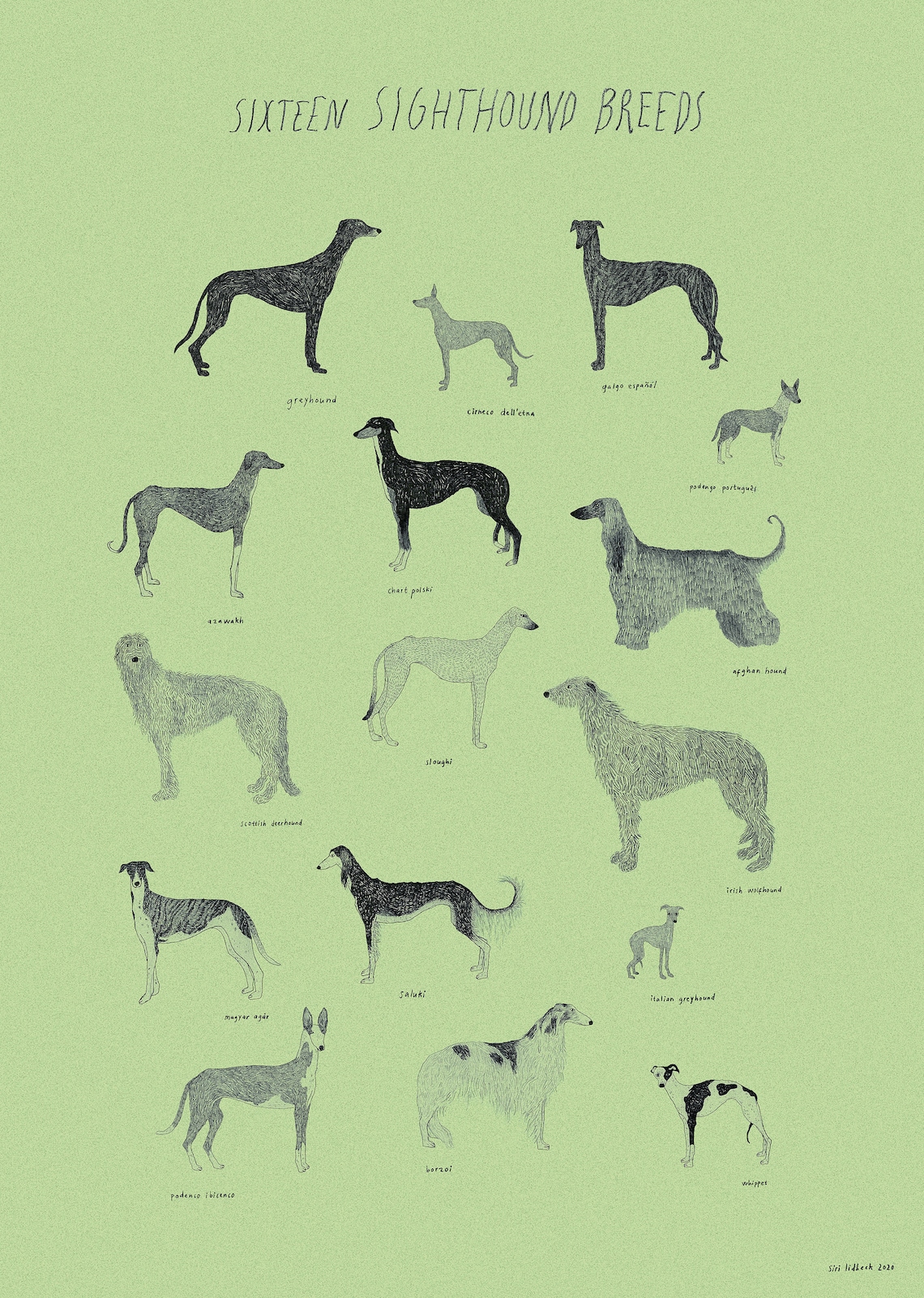 Sixteen Sighthound Breeds Print Dog Breed Poster Art Print Etsy