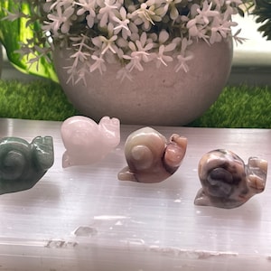 Mini Mystery Snail