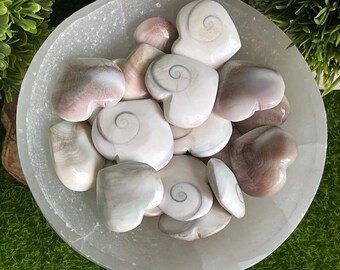 Set of Two Shiva Shell Circle Shiva Shell Heart All - Etsy