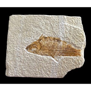 Ancient Fossil Fish On  Stone 5 x 4
