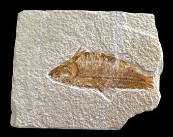 Ancient Fossil Fish On  Stone 5 x 4