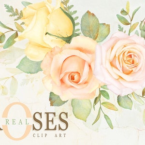 Echte Rosen Clip Art, Pfirsich Rose Bouquet Clipart, Gelbe Rosen Clip Art, Blumen Clipart, Rosen Arrangement, Hochzeit Clipart, Rosen PNG Blumen