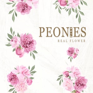 Pu&ograve; includere: Cinque composizioni di peonie rosa con foglie verdi su uno sfondo bianco. Il testo "PEONIES PINK REAL FLOWER" &egrave; al centro dell'immagine.