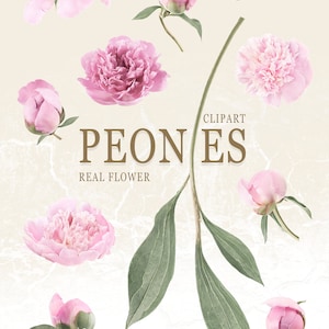 Pu&ograve; includere: Una collezione di peonie rosa con foglie verdi. I fiori sono in diverse fasi di fioritura, dai boccioli ai fiori completamente aperti. L'immagine &egrave; etichettata "CLIPART PEONES REAL FLOWER LEN'ARTE STUDIO".