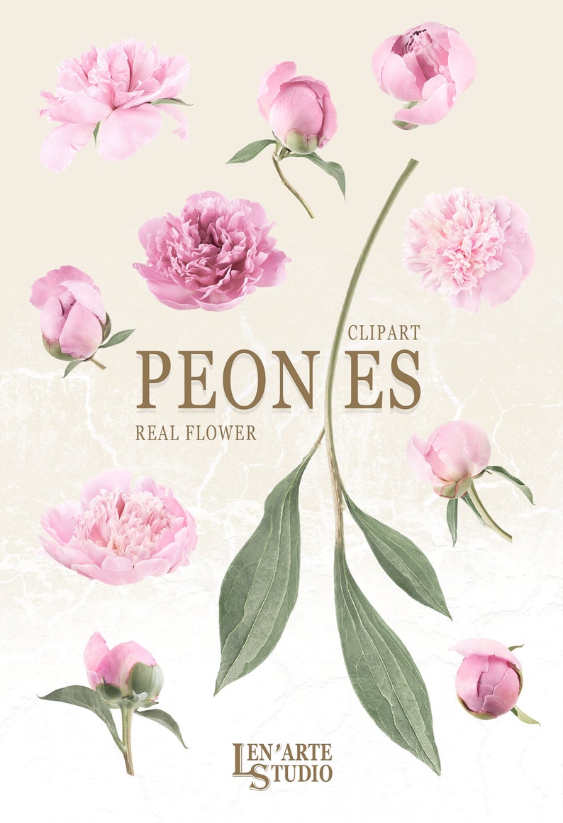 Pu&ograve; includere: Una collezione di peonie rosa con foglie verdi. I fiori sono in diverse fasi di fioritura, dai boccioli ai fiori completamente aperti. L'immagine &egrave; etichettata "CLIPART PEONES REAL FLOWER LEN'ARTE STUDIO".