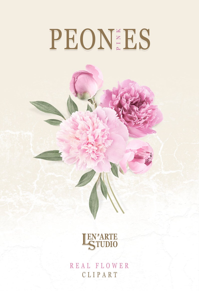 Pu&ograve; includere: Peonie rosa con foglie verdi su uno sfondo bianco. Il testo "PEONIES PINK" &egrave; nella parte superiore dell'immagine. Il testo "LEN'ARTE STUDIO REAL FLOWER CLIPART" &egrave; nella parte inferiore dell'immagine.