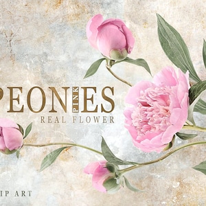 Pink Peonies Clipart, Pink Peony Bouquet Clipart, Real Flower Clip Art, Floral Clipart, Floral Arrangement, Flowers DIY Invites, Peonies PNG
