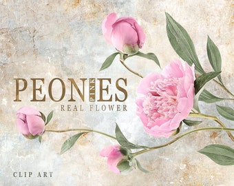 Pink Peonies Clipart, Pink Peony Bouquet Clipart, Real Flower Clip Art, Floral Clipart, Floral Arrangement, Flowers DIY Invites, Peonies PNG