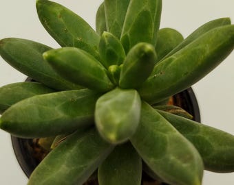 Pachyphytum compactum succulento