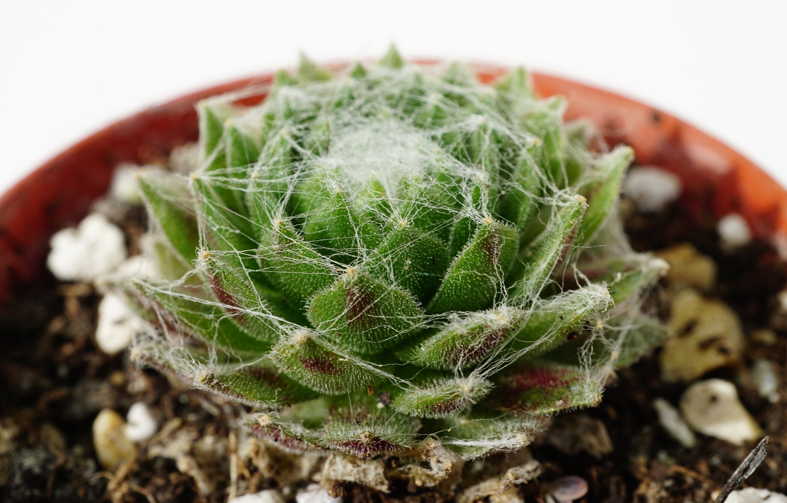 Sempervivum Joubarbe Arachnoideum Succulente Plante Grasse