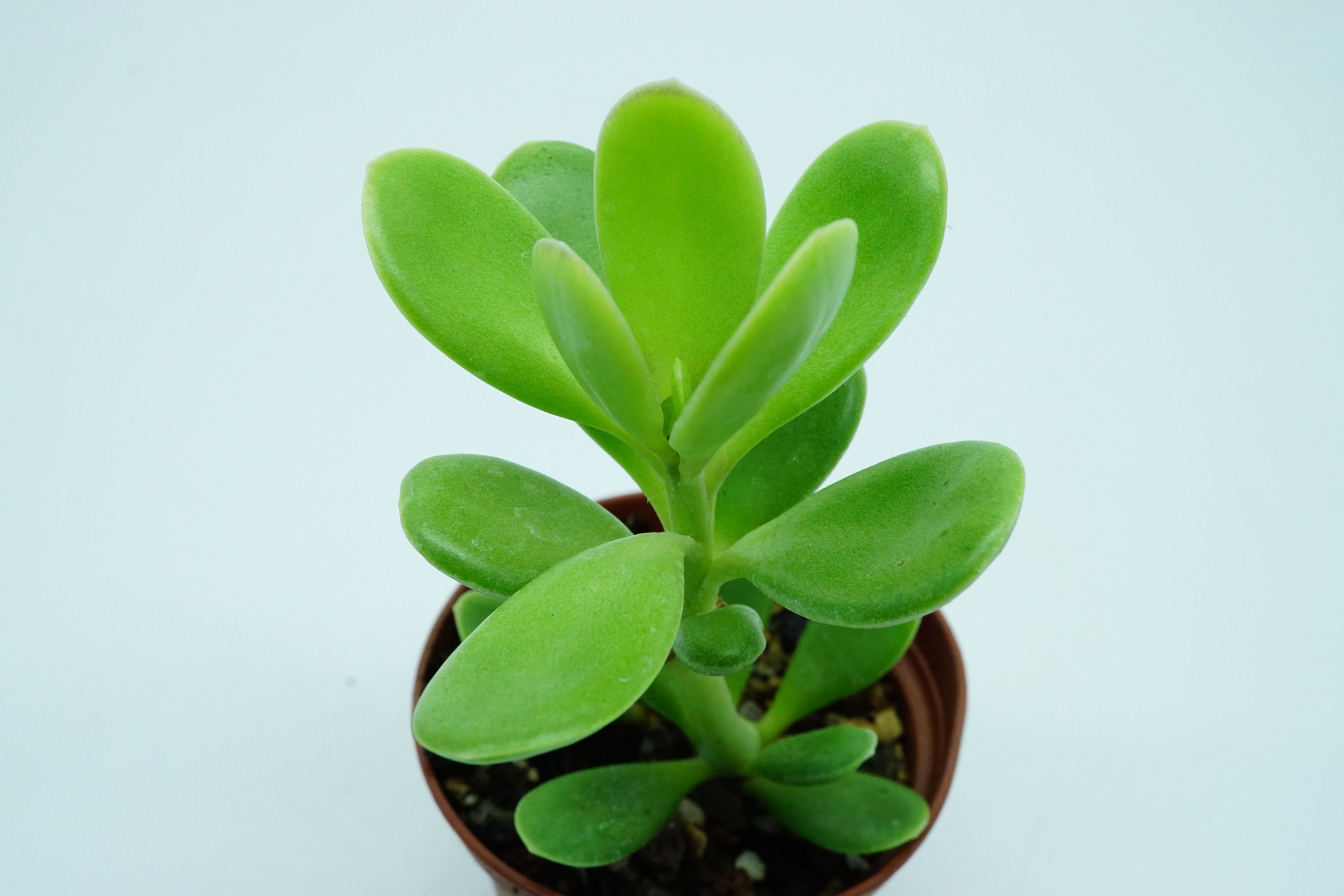 Senecio Jacobsenii Succulente Plante Grasse