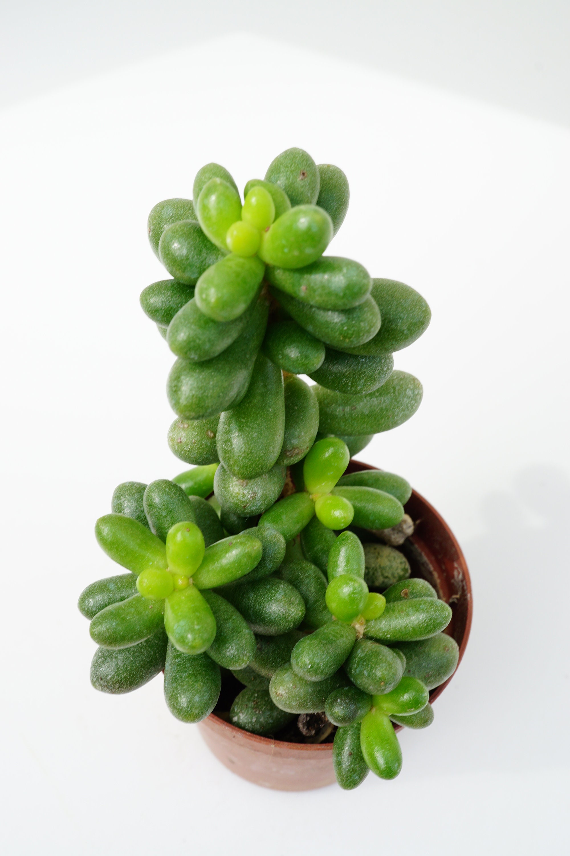 Sedum Hernandezii Succulente Plante Grasse