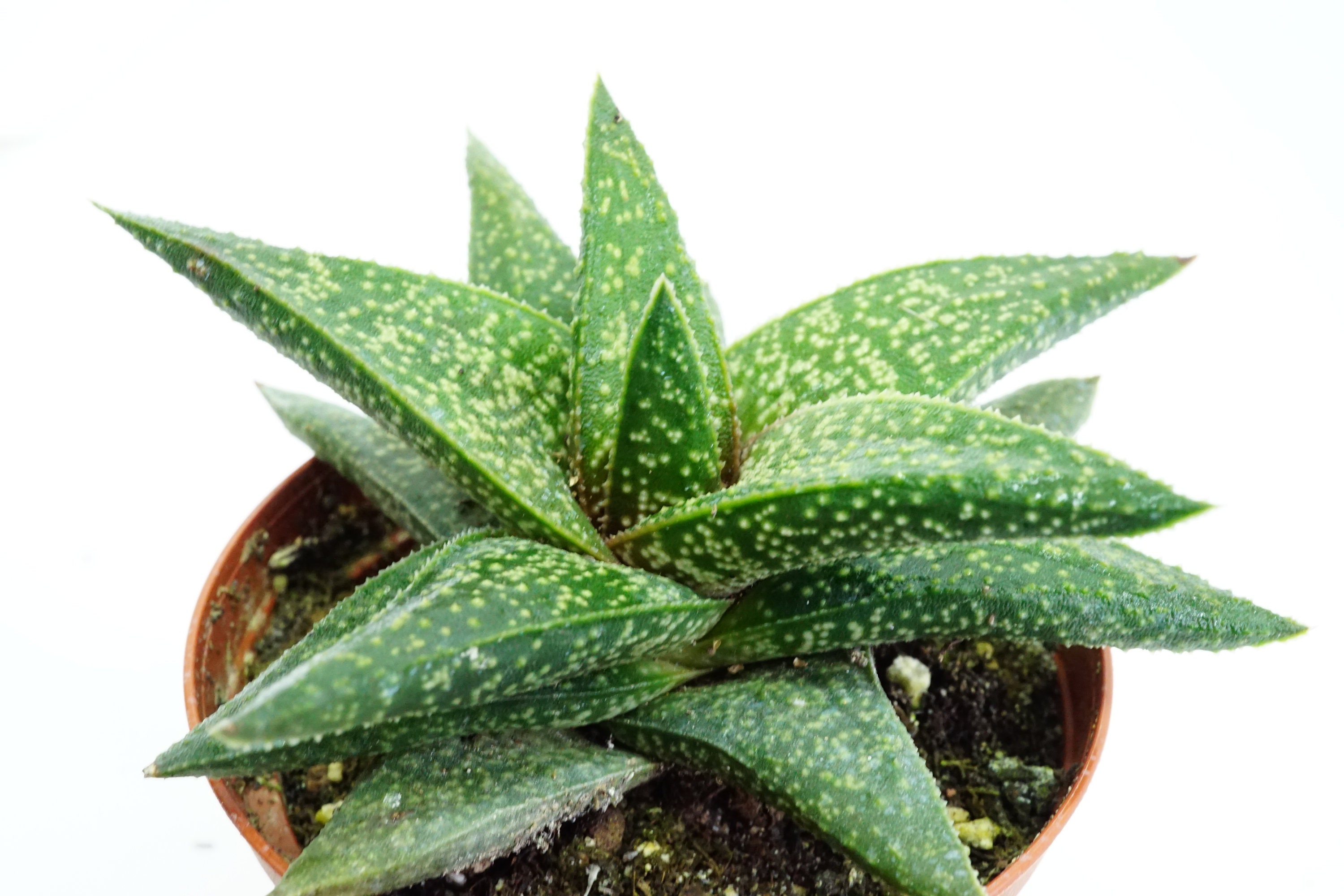 Gasteraloe Flow Succulente