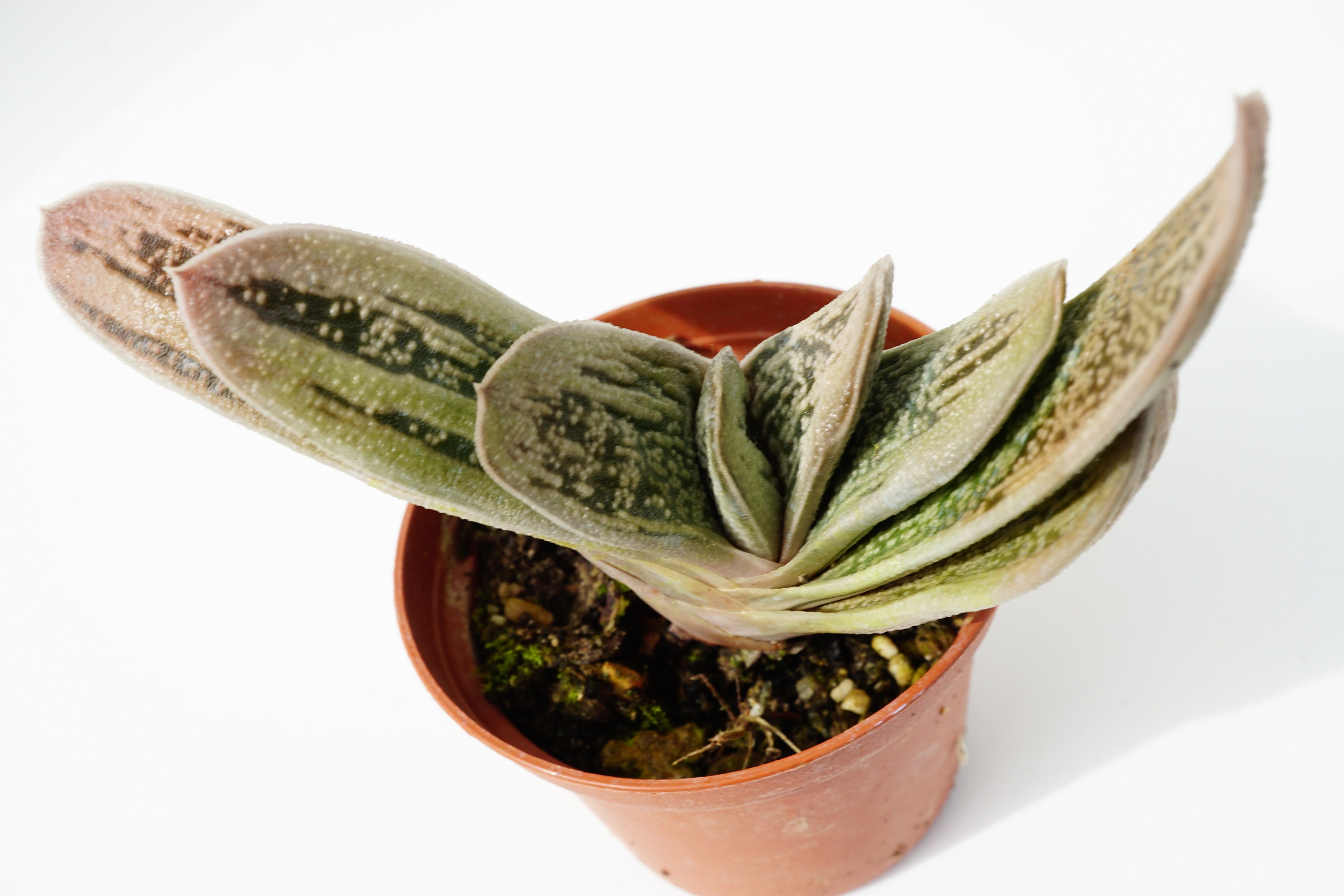 Gasteria Little Warty' Succulente Plante Grasse