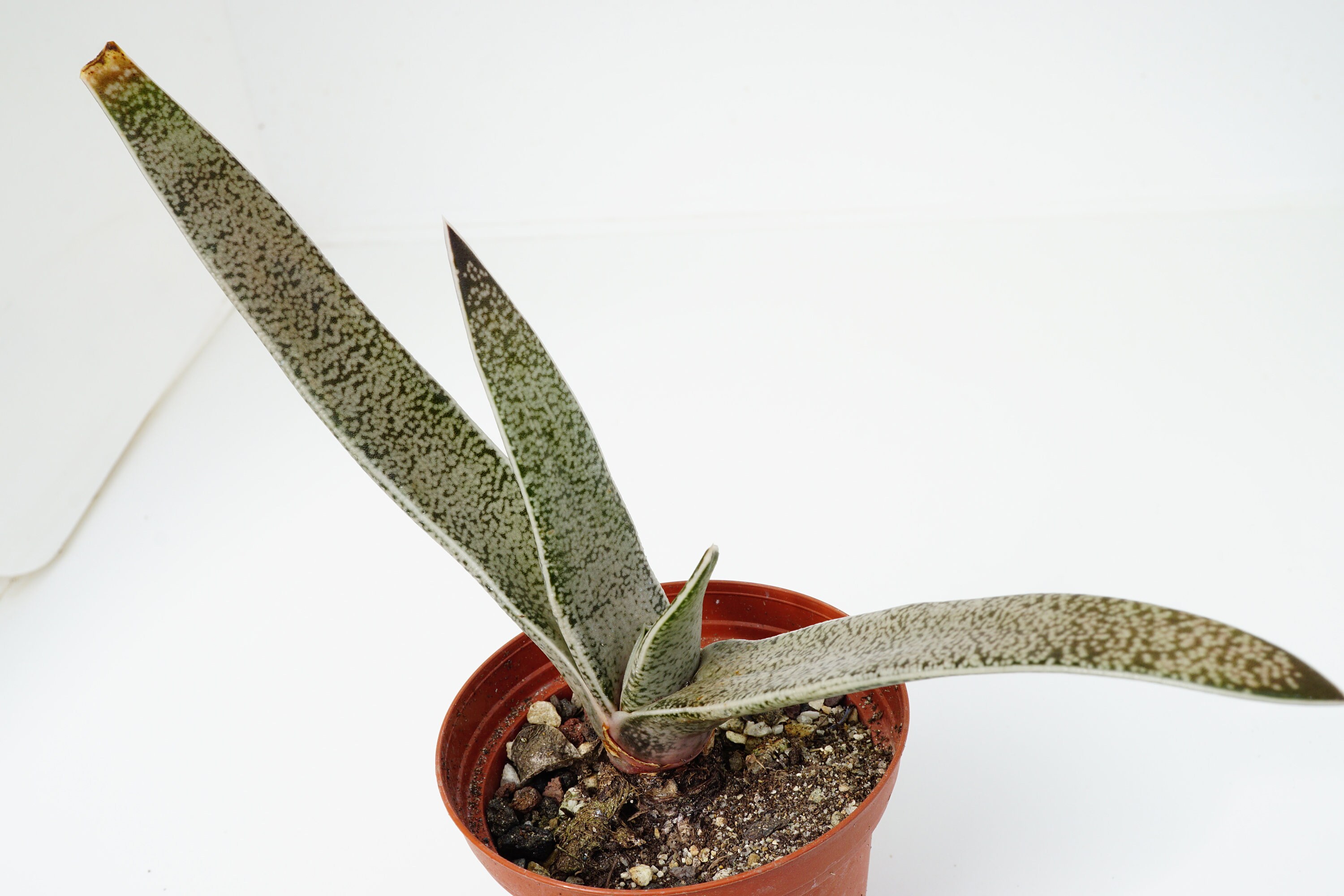 Gasteria Doreeniae Succulente Plante Grasse