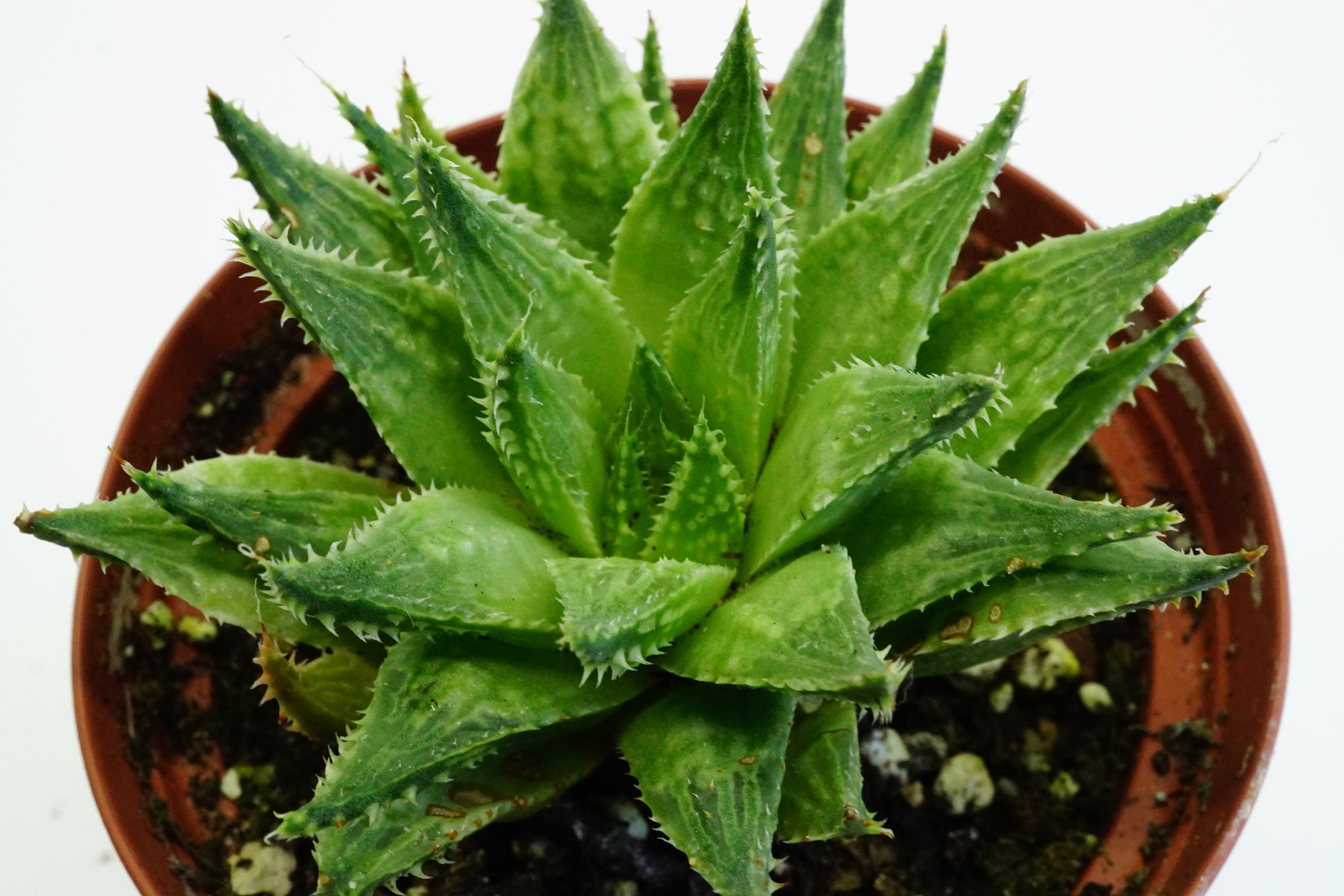 Haworthia Guttata Succulente Plante Grasse