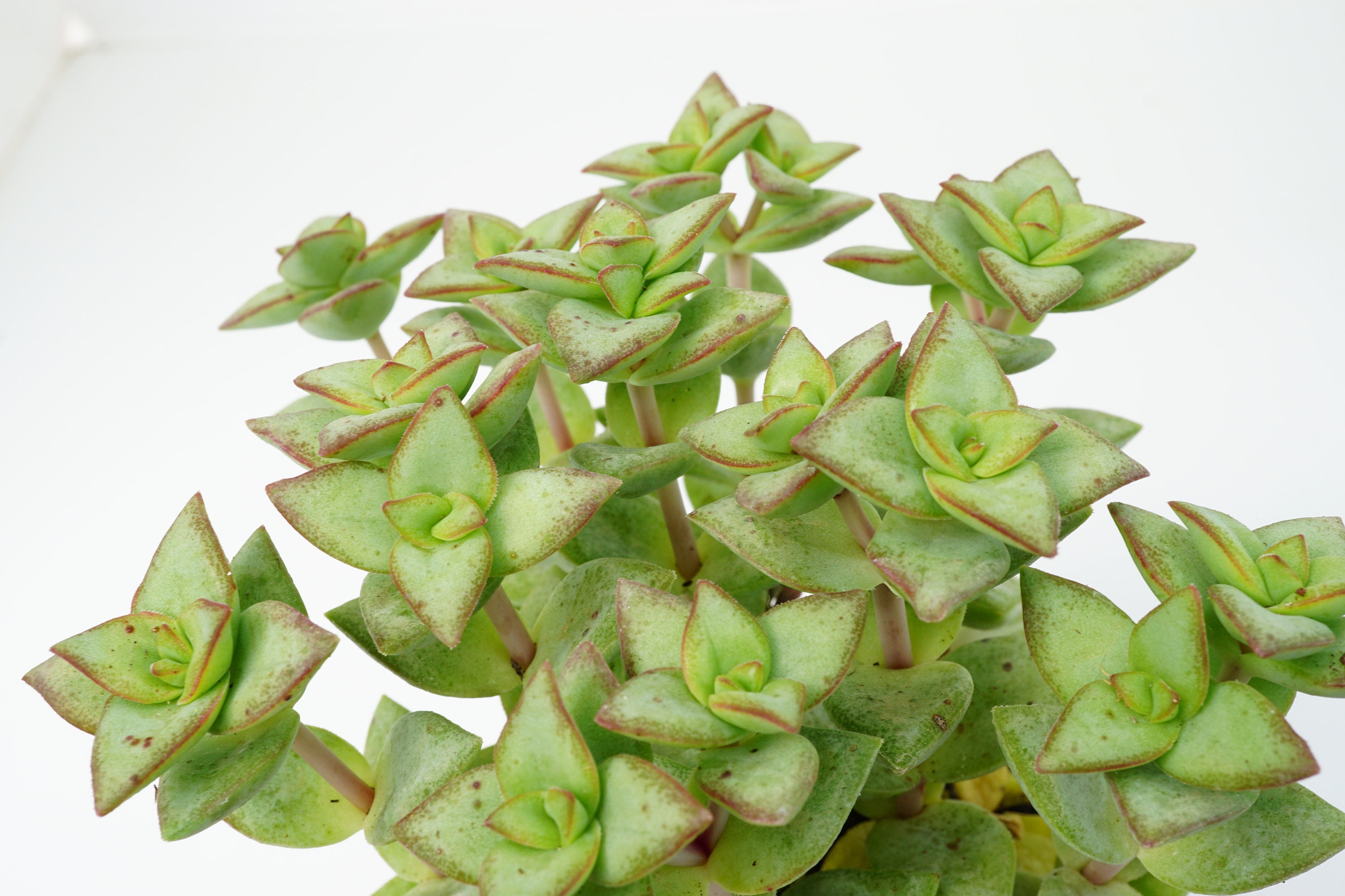 Crassula Rupestris Conjuncta' Succulente Plante Grasse