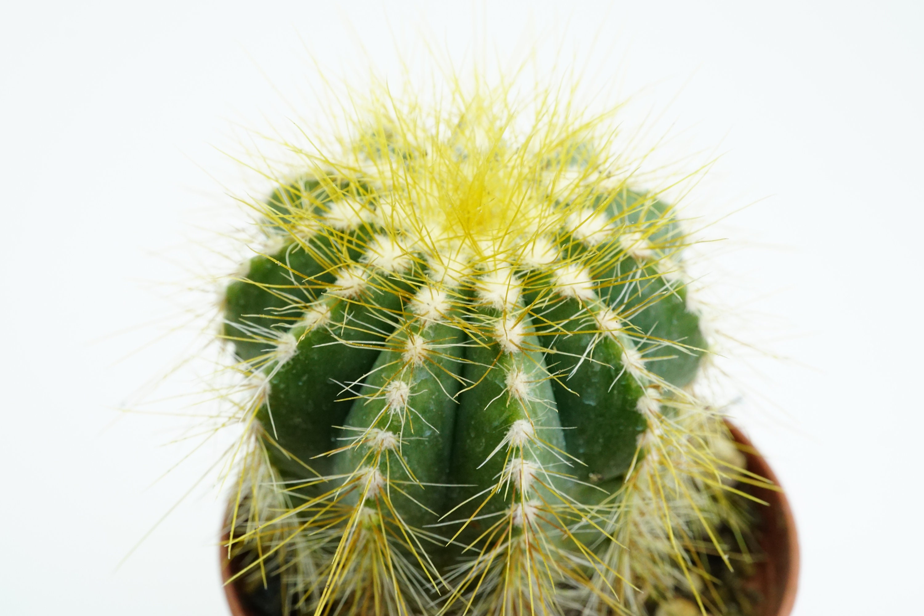 Parodia Magnifica Cactus