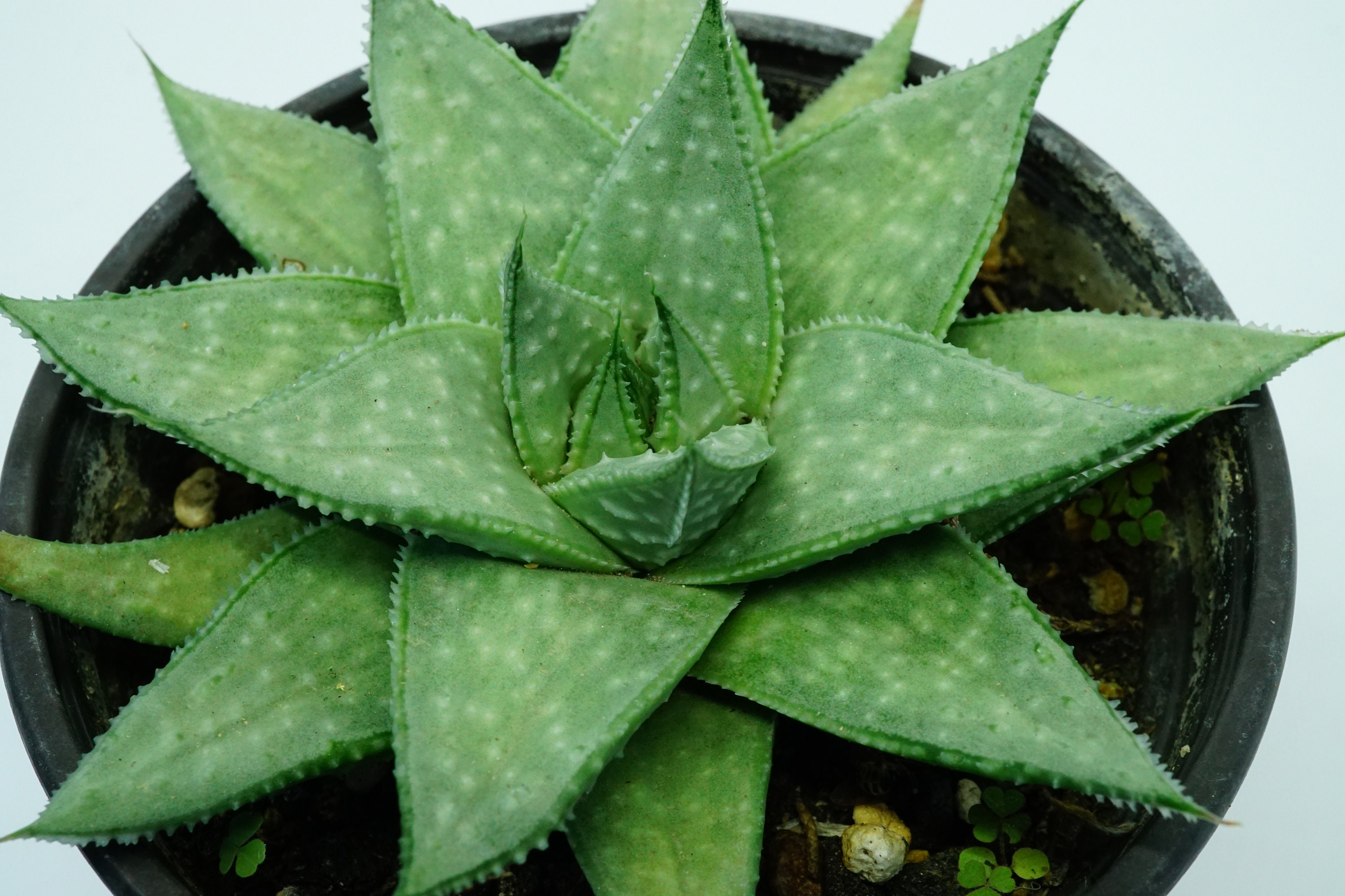 Gasteraloe Wonder' Succulente Plante Grasse