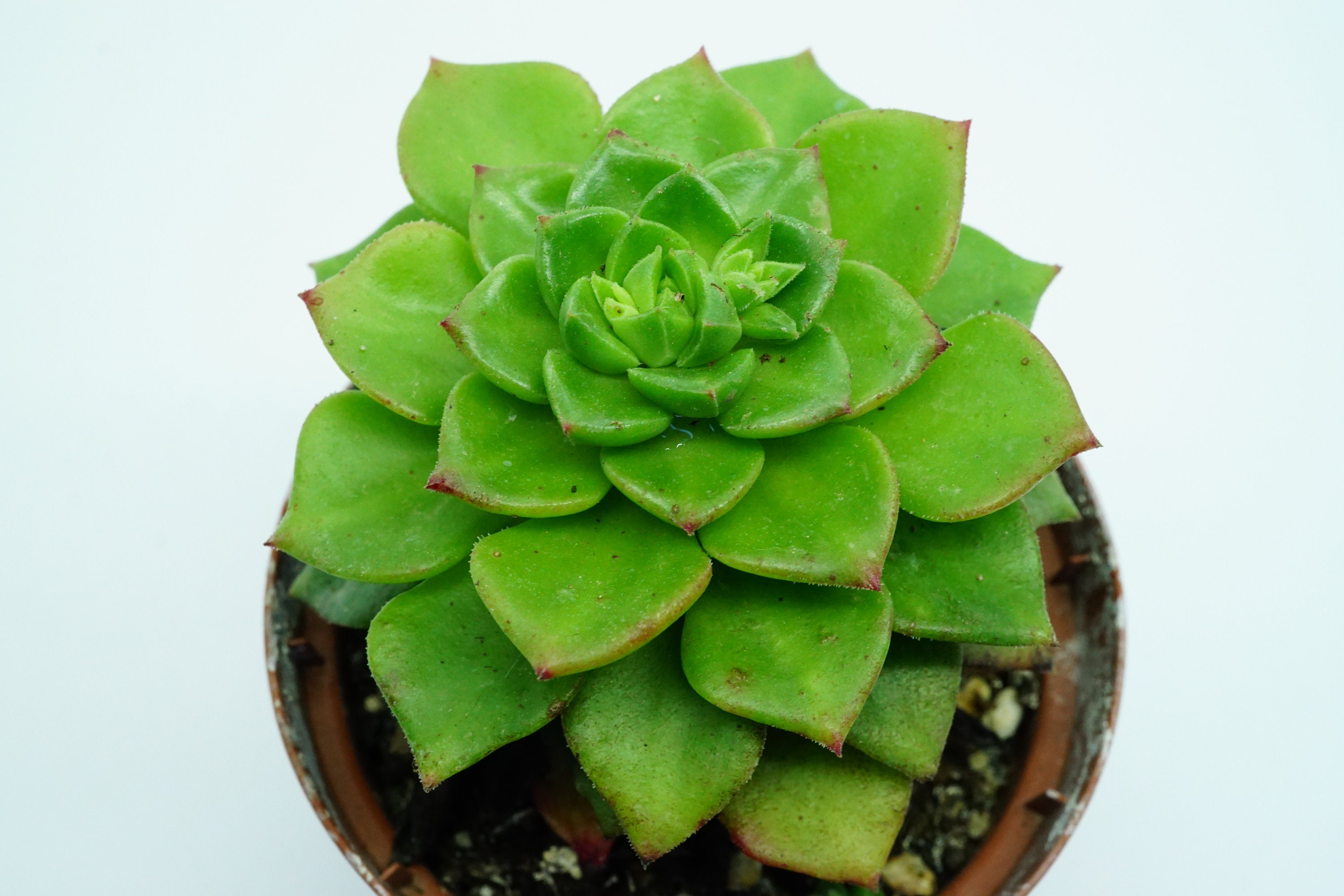 xsedeveria Letizia' Succulente Plante Grasse