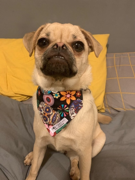 skull bandana for dogs