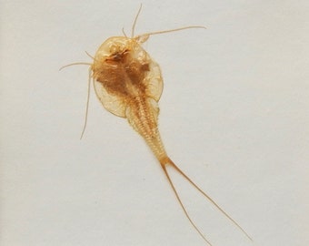 Triop cast shell, Tadpole Shrimp, living fossil, mounted triops cast, nature curio, home schooling